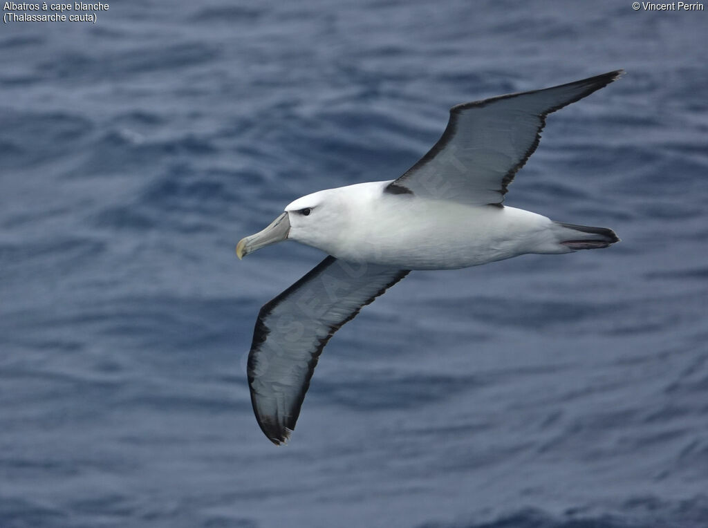 Albatros à cape blanche