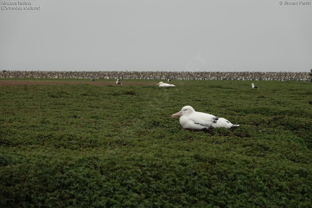 Albatros hurleur, habitat, Nidification