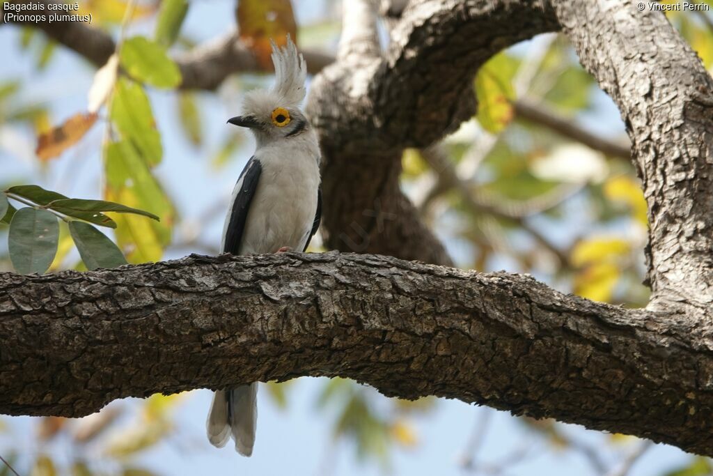 White-crested Helmetshrike