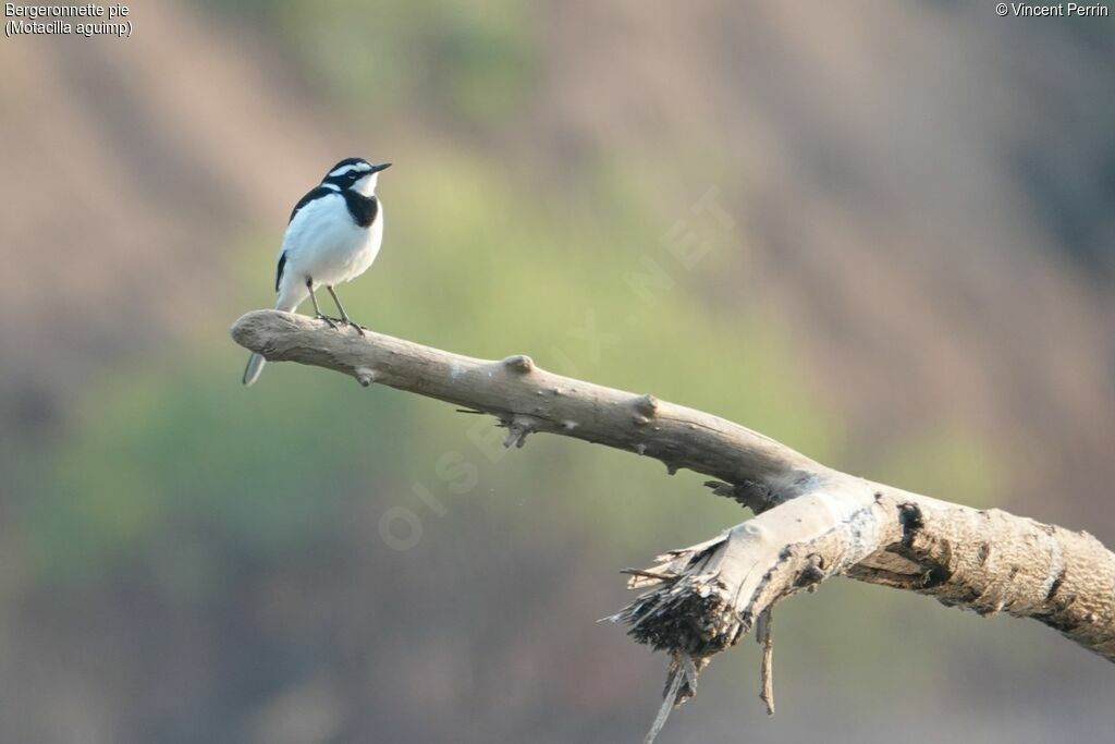 African Pied Wagtail