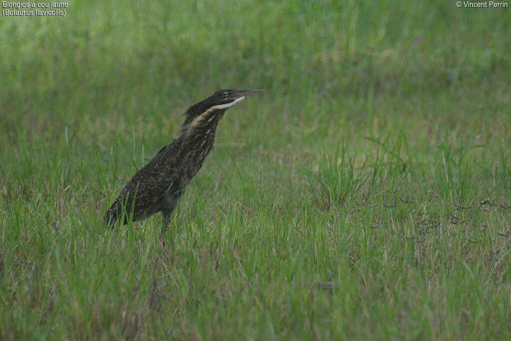 Black Bittern