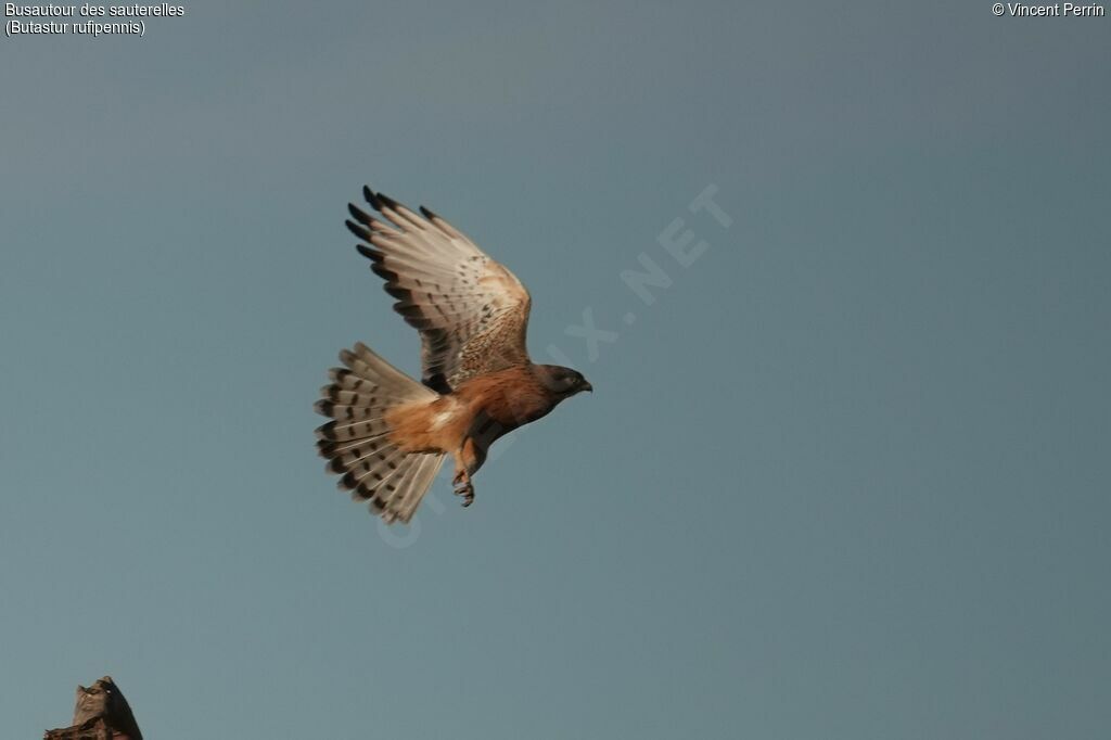 Grasshopper Buzzard