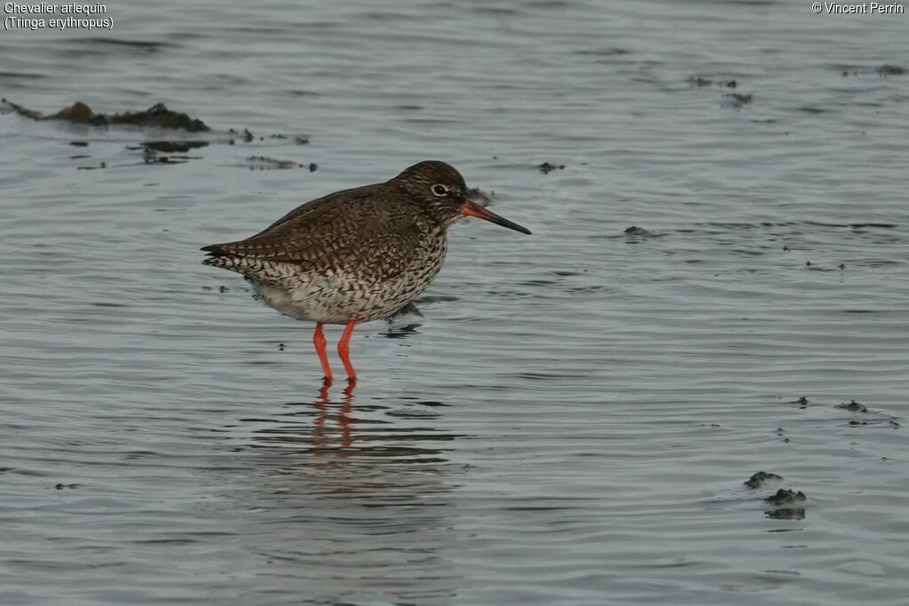 Spotted Redshank