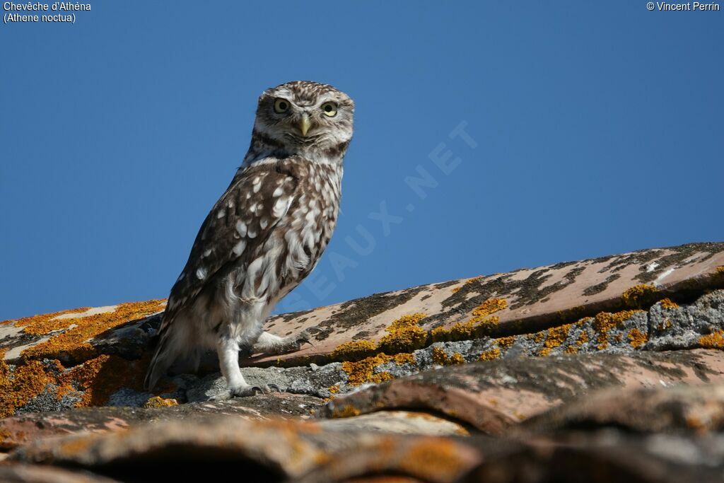Chevêche d'Athénaadulte, portrait