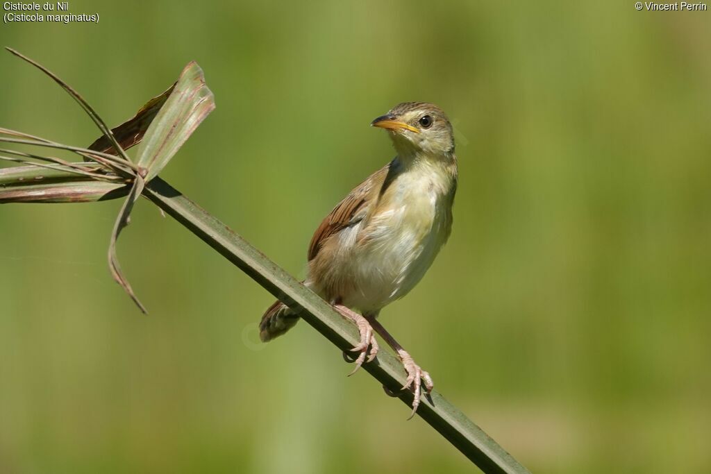 Winding Cisticola
