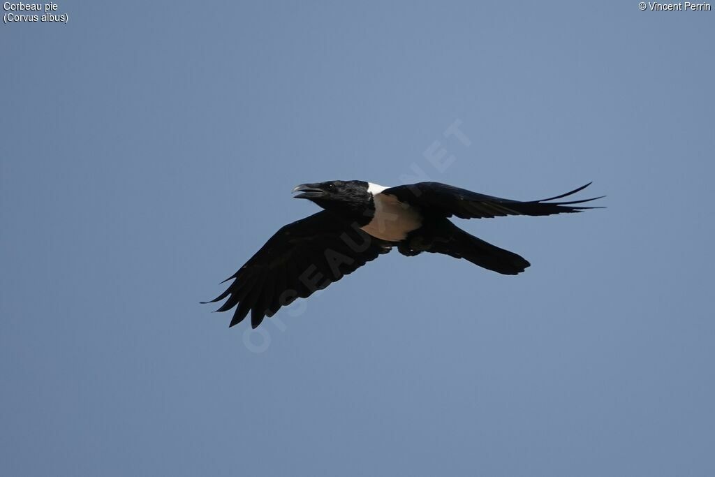 Corbeau pie