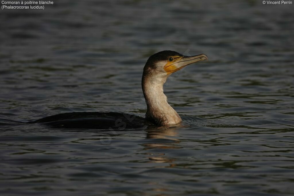 White-breasted Cormorant