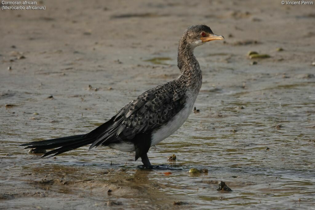 Reed Cormorant