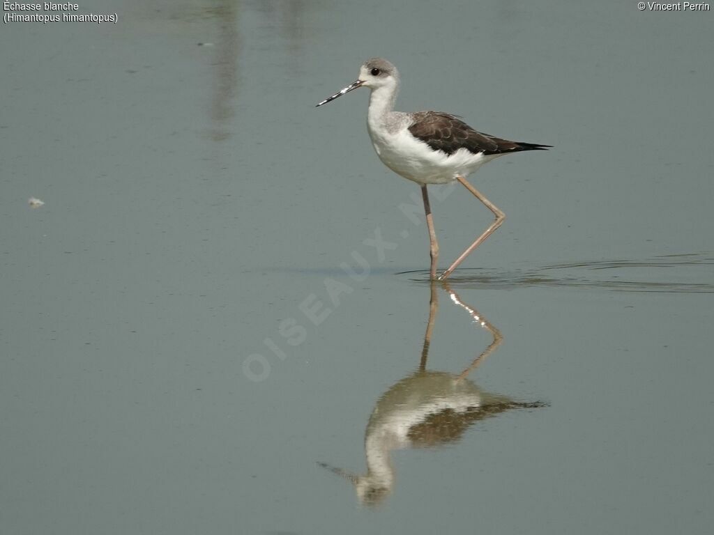 Black-winged Stiltjuvenile, identification
