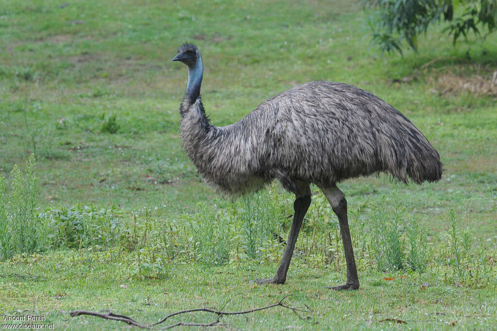 Émeu d'Australie mâle adulte, identification