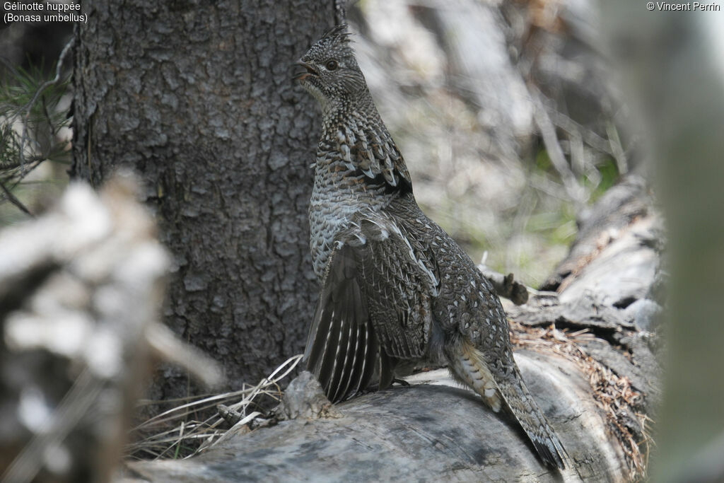 Ruffed Grouse
