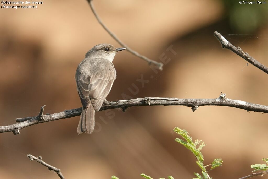 Swamp Flycatcher