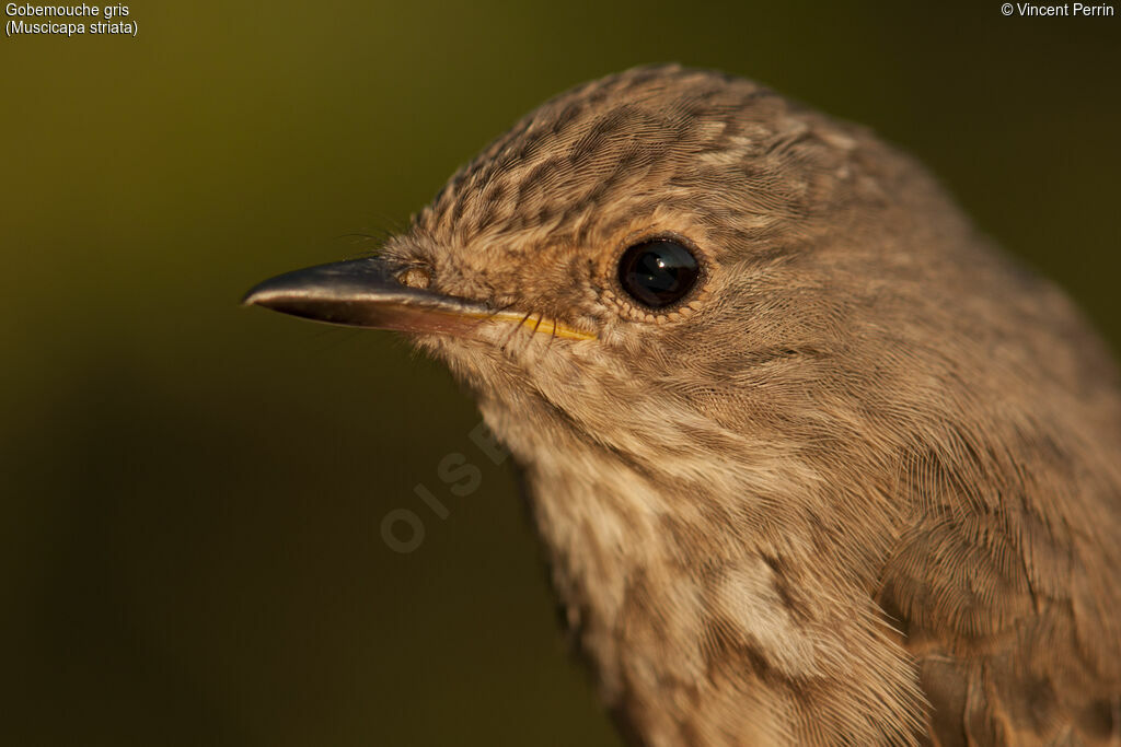 Gobemouche gris, portrait