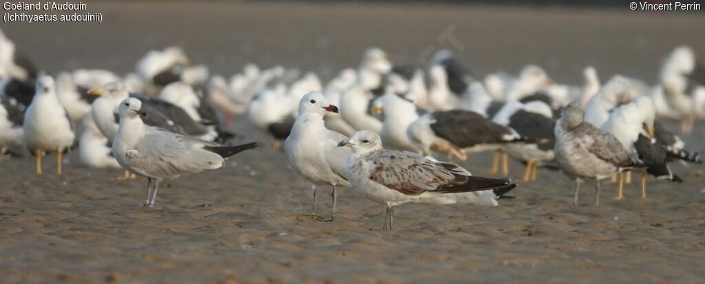 Audouin's Gull