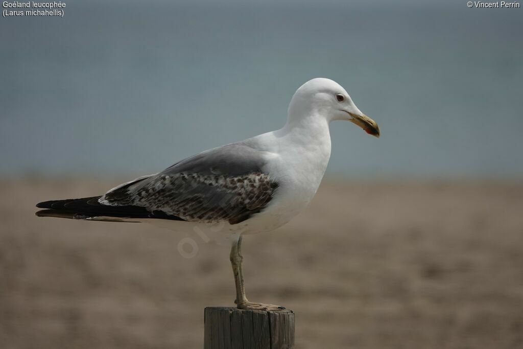 Goéland leucophéeimmature, portrait