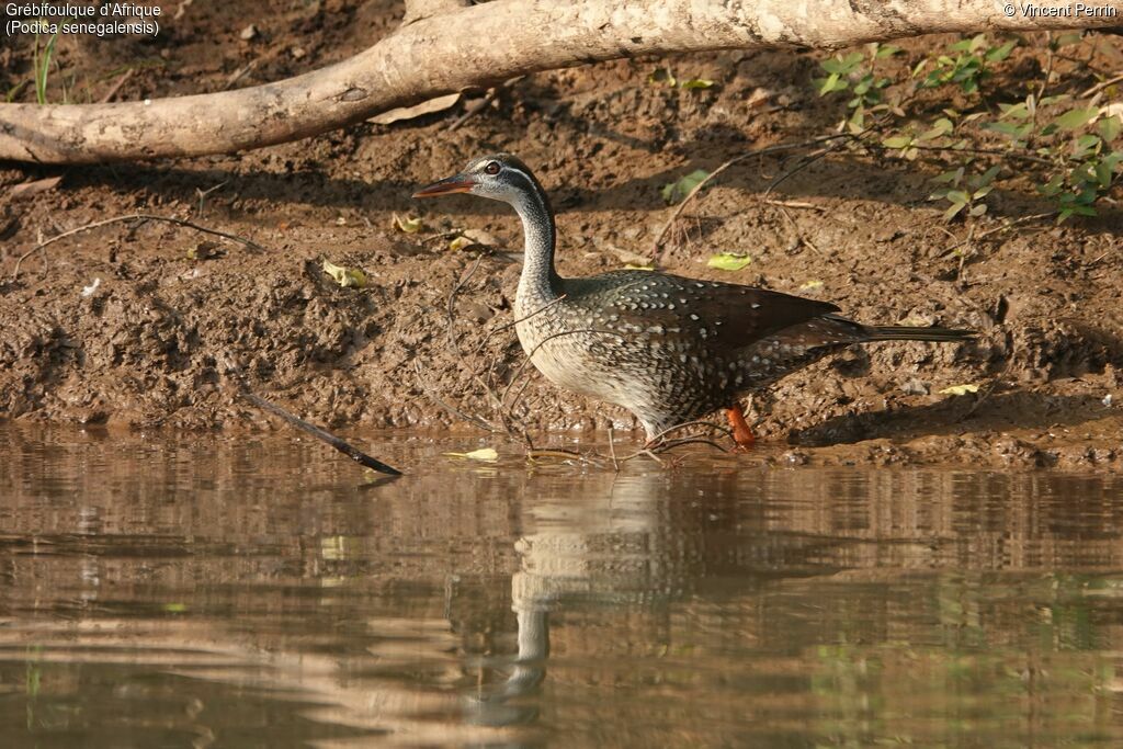 African Finfoot