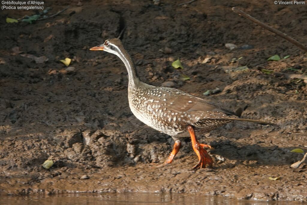 African Finfoot