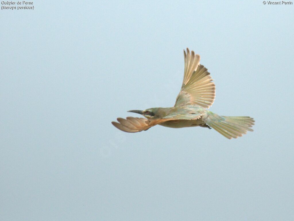Guêpier de Perseimmature