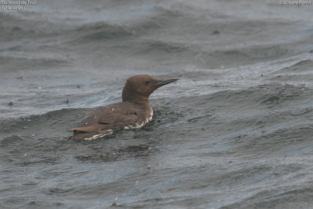 Guillemot de Troïl