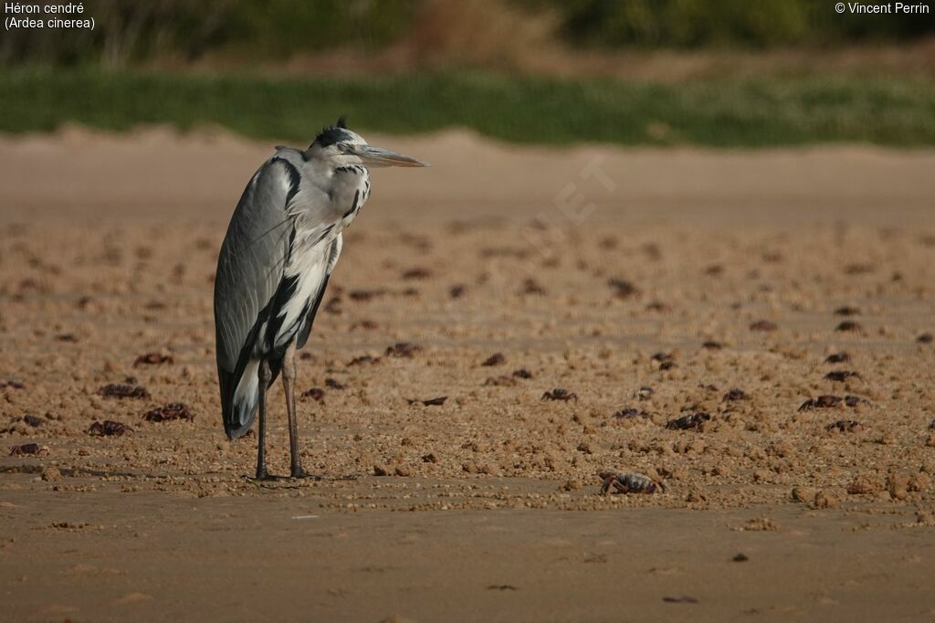 Grey Heron