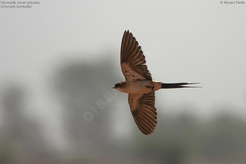 African Red-rumped Swallow (domicella)