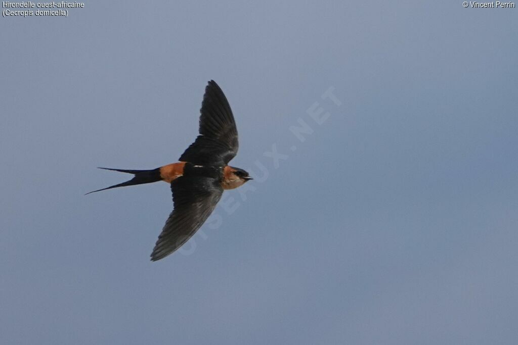 African Red-rumped Swallow (domicella)