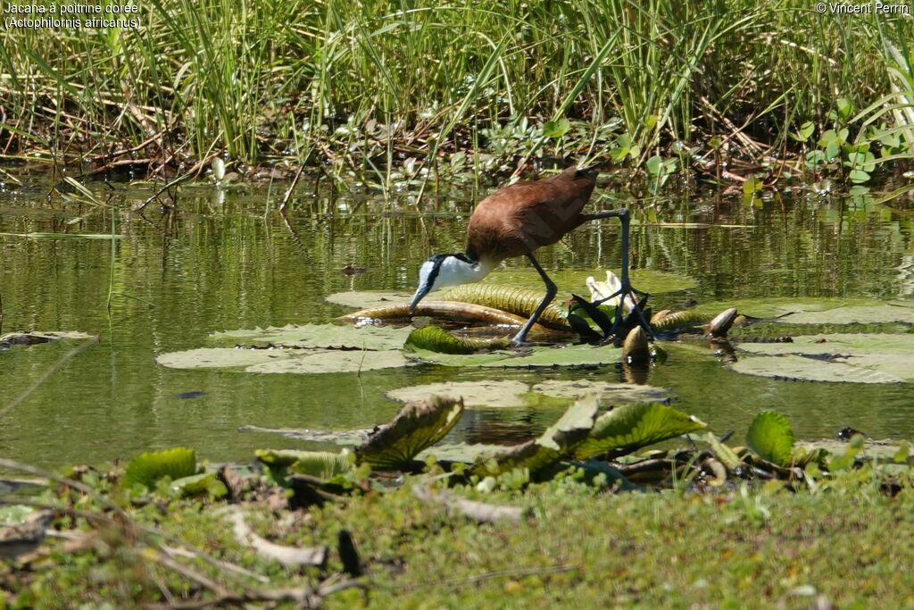 African Jacana