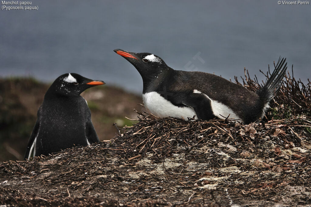 Gentoo Penguin