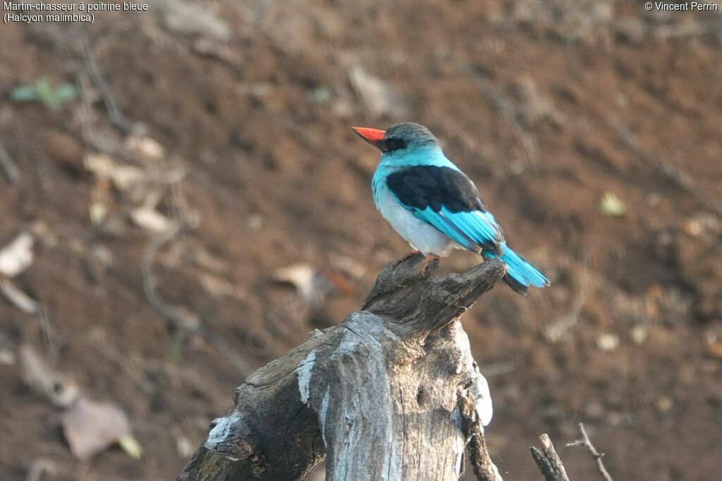 Martin-chasseur à poitrine bleue