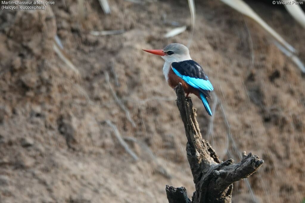Grey-headed Kingfisher