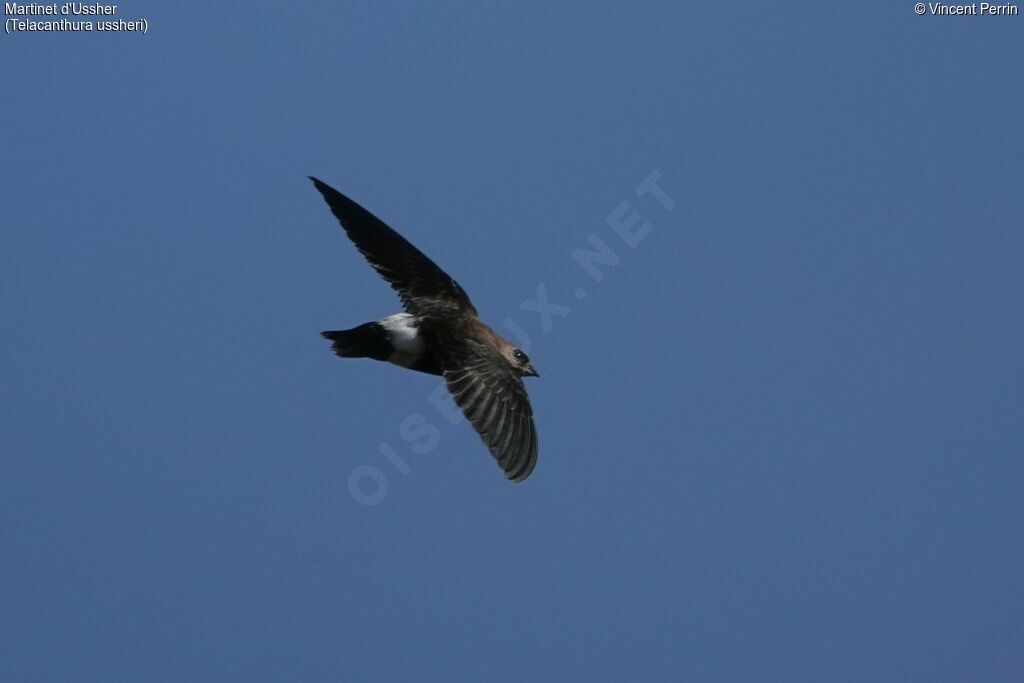 Mottled Spinetail