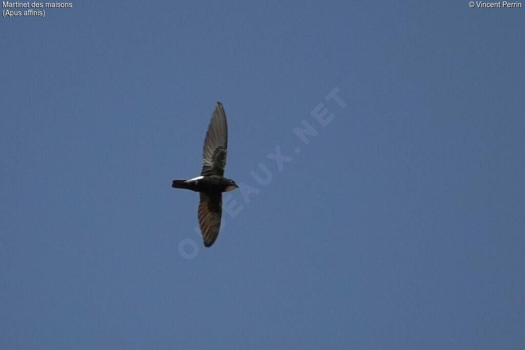 Little Swift