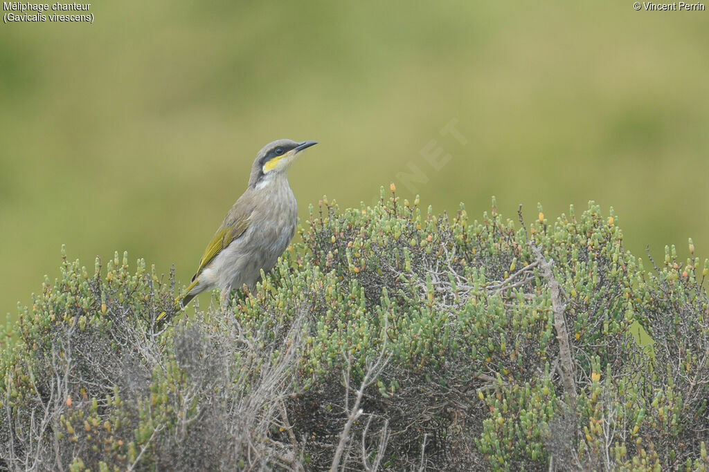 Singing Honeyeateradult