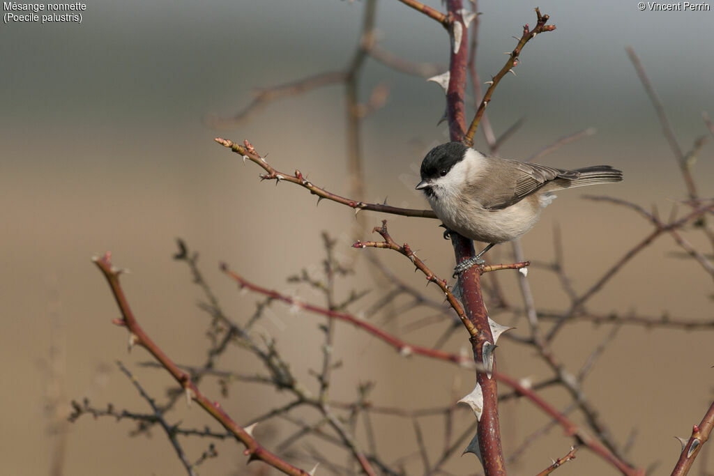 Mésange nonnette