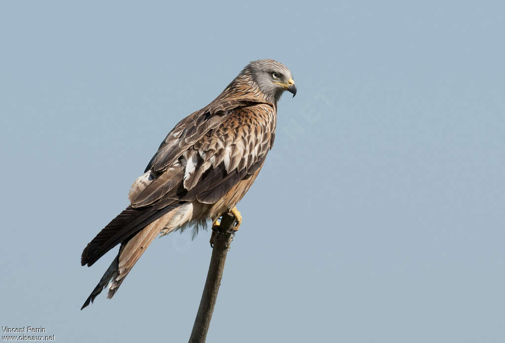 Red Kiteadult, identification