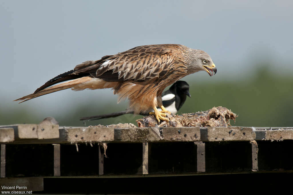 Red Kiteadult breeding, pigmentation, eats
