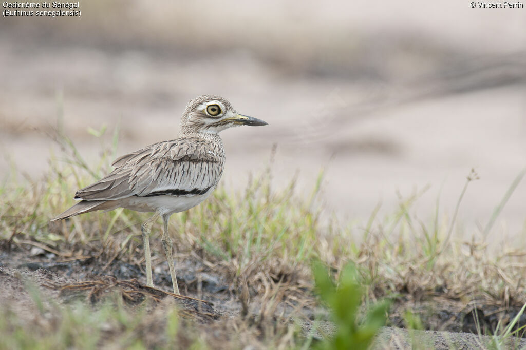 Senegal Thick-knee