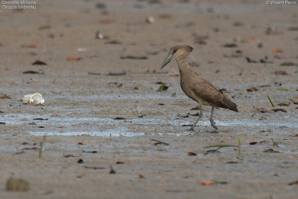 Hamerkop
