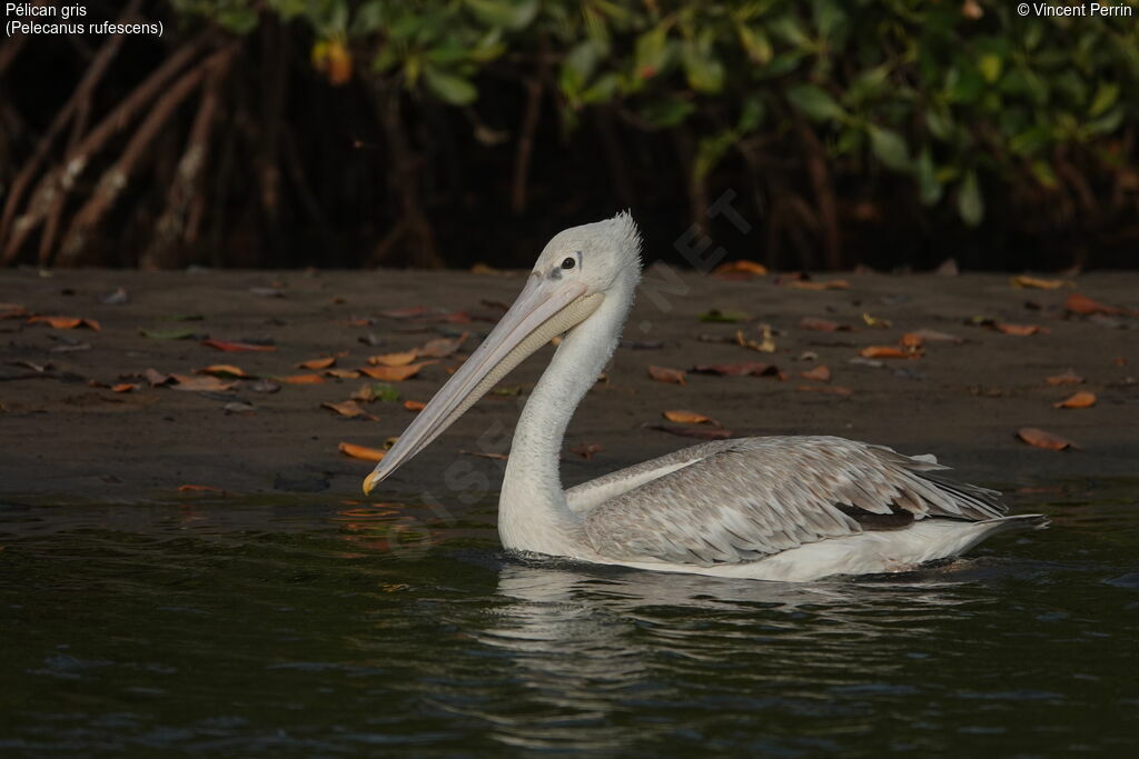 Pélican gris