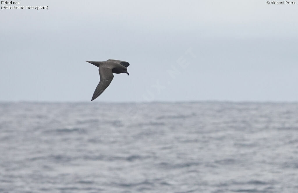 Great-winged Petrel