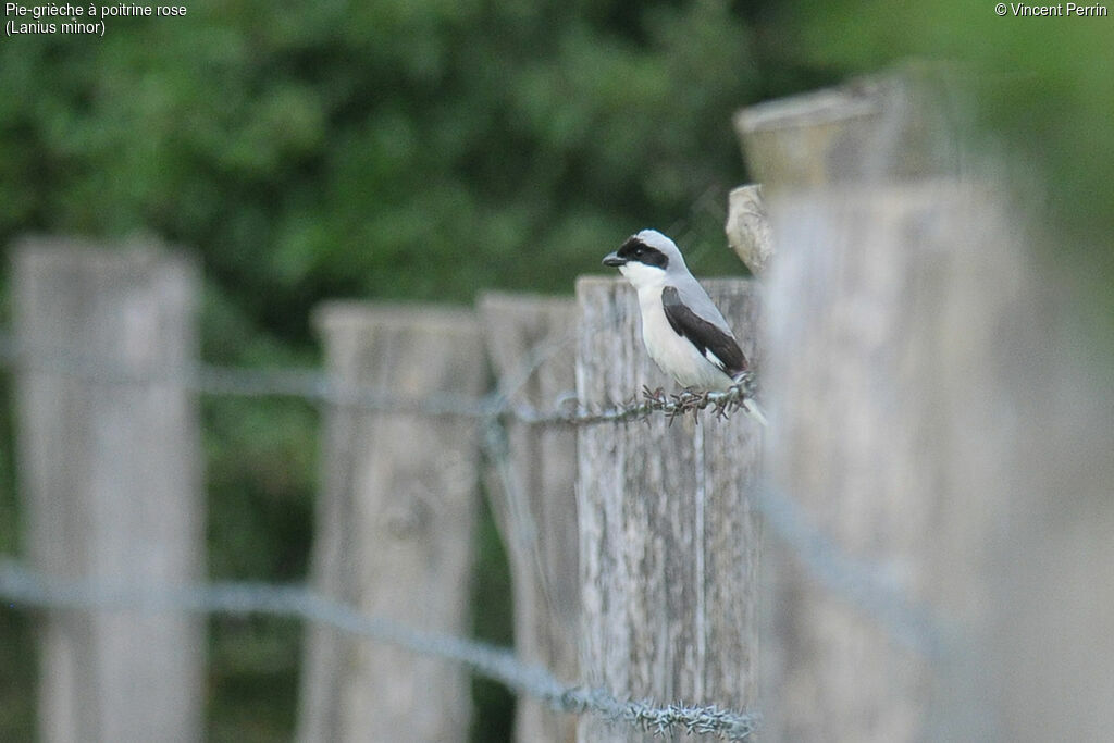Lesser Grey Shrike