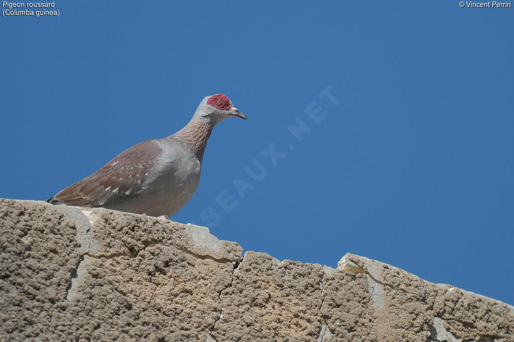 Pigeon roussard