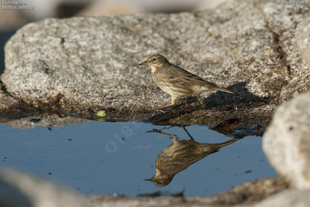 Pipit maritime