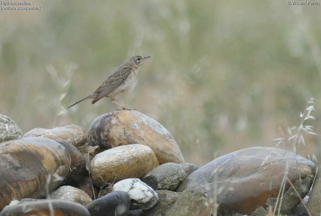 Pipit rousseline