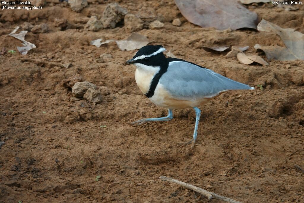Pluvian fluviatile