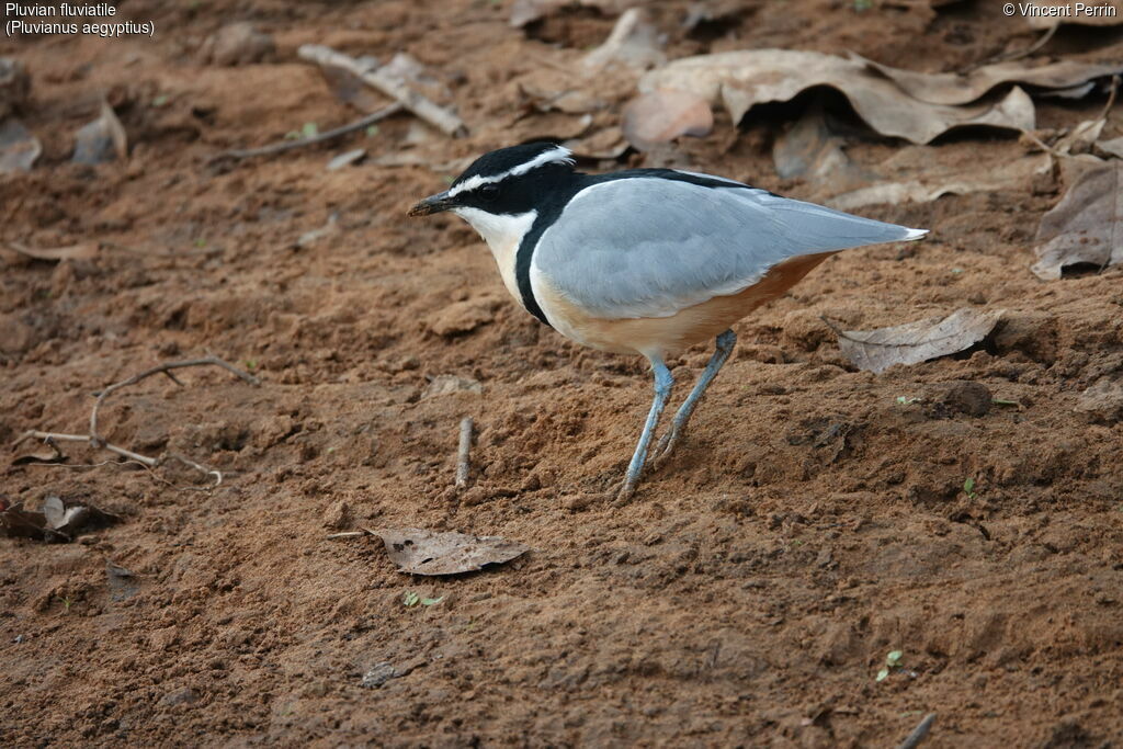 Pluvian fluviatile