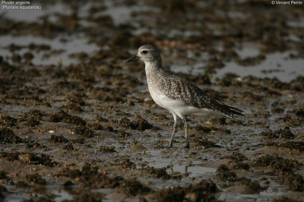 Grey Plover