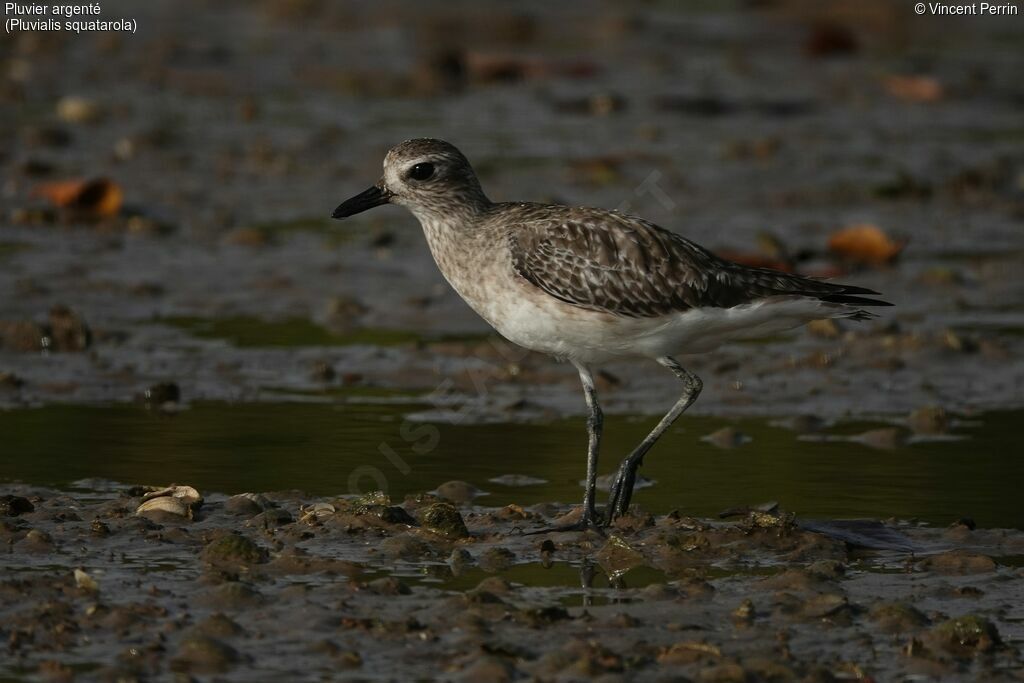 Grey Plover