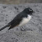 Rhipidure hochequeue