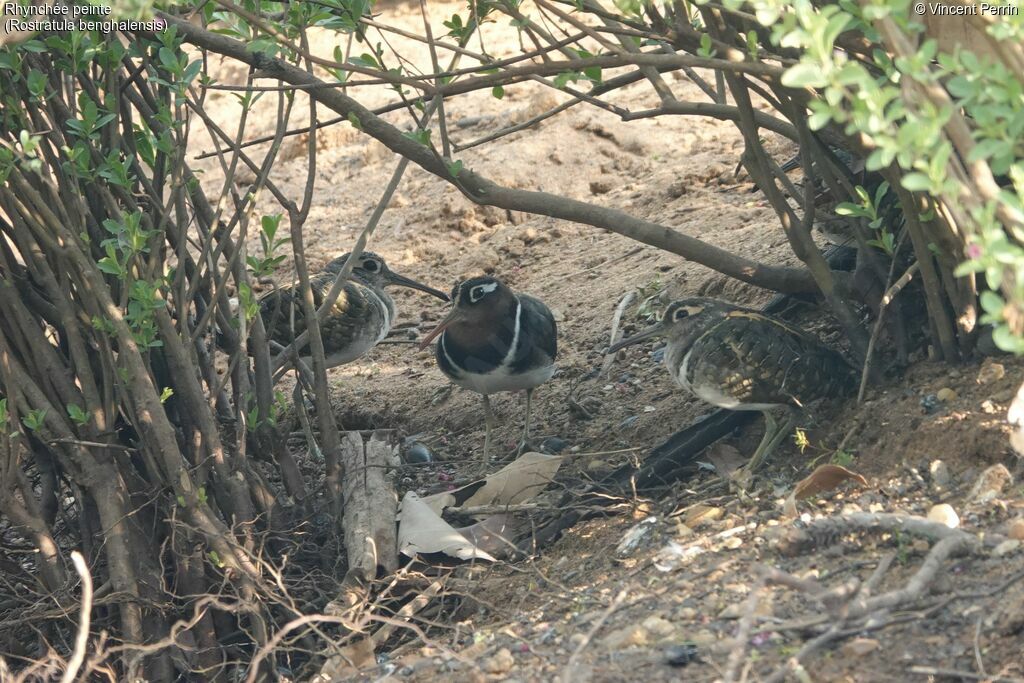 Greater Painted-snipe
